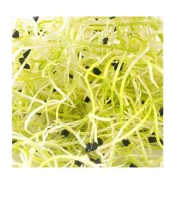 Seeds to germinate onion BIO, 50 g